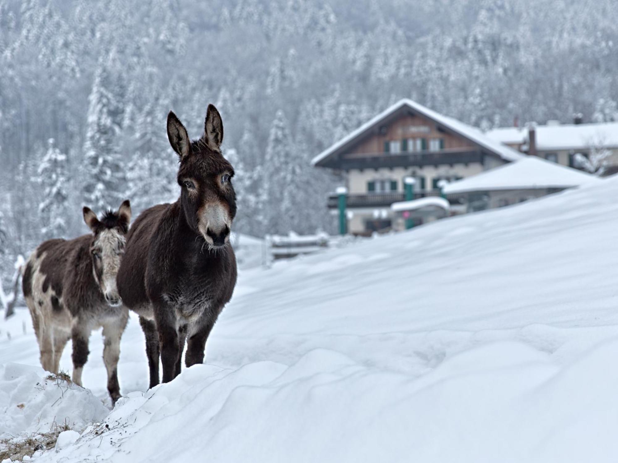 Berggasthof Hotel Duftbraeu I Ruhige Alleinlage I Mitten Im Gruenen Samerberg Esterno foto