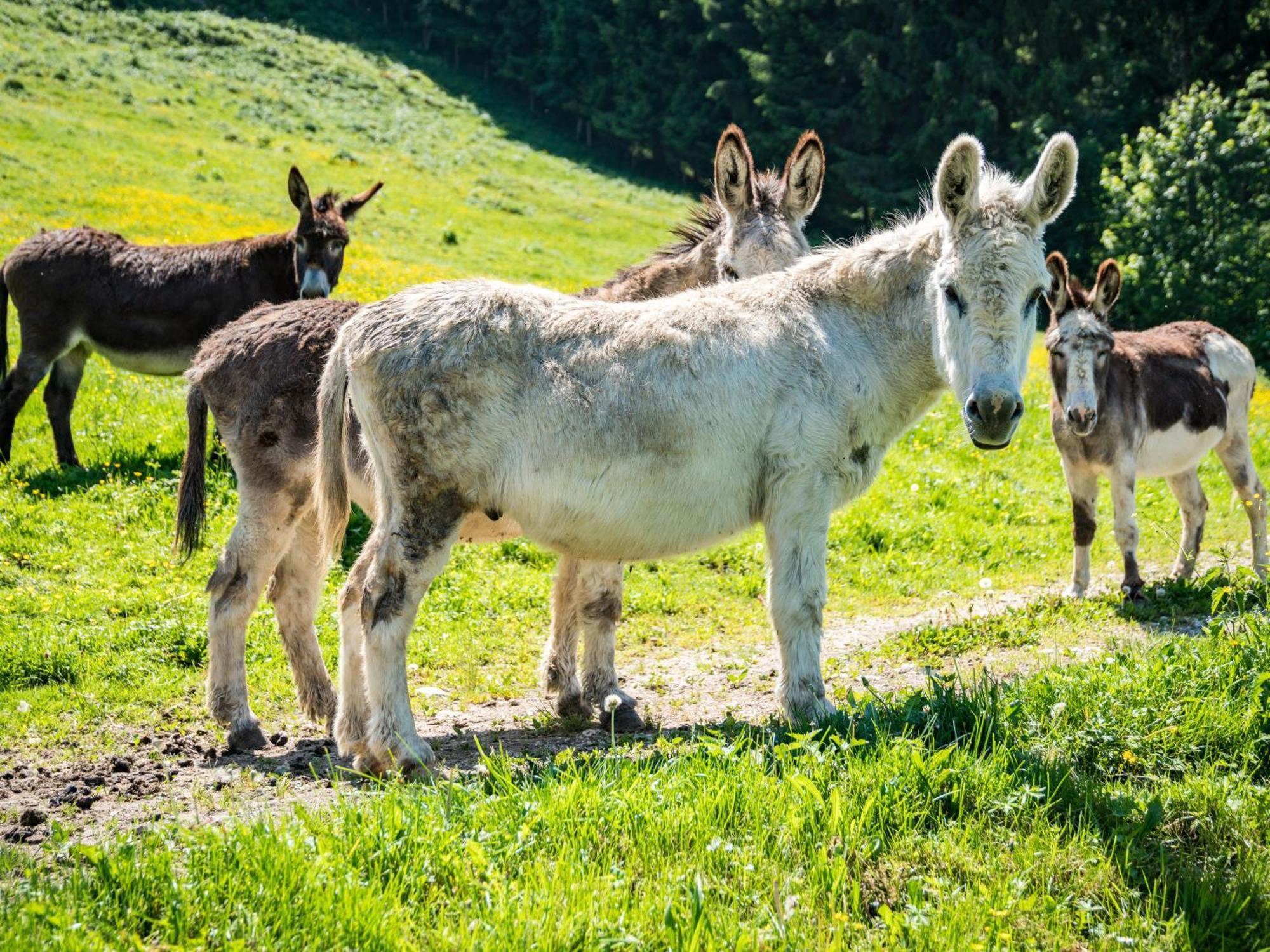 Berggasthof Hotel Duftbraeu I Ruhige Alleinlage I Mitten Im Gruenen Samerberg Esterno foto